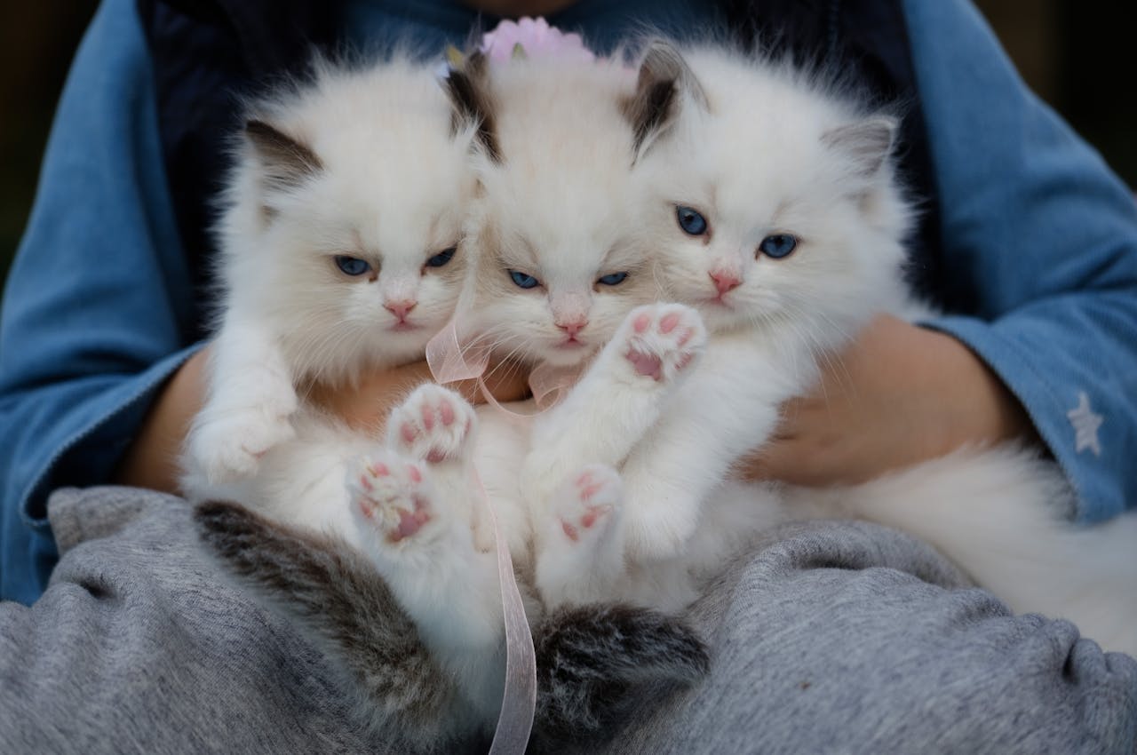 programs-02 Three fluffy ragdoll kittens with blue eyes being held gently, showcasing their cuteness.