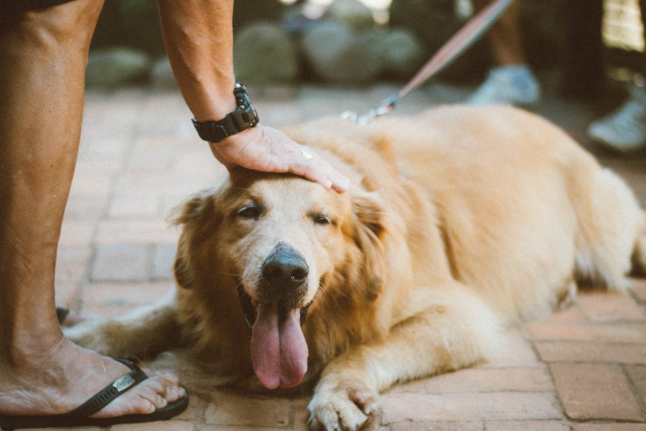 hero-gallery-02 A Golden Retriever being petted while lying outdoors, showing love and relaxation.