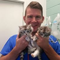 af cute kitten 1 af cute kitten 1