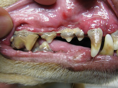 badteeth2 badteeth2