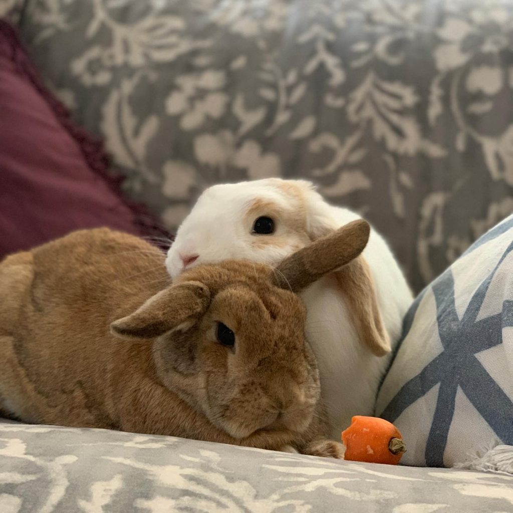 chompyhoneybunny chompyhoneybunny
