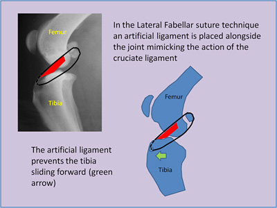 cruciate2 1 cruciate2 1