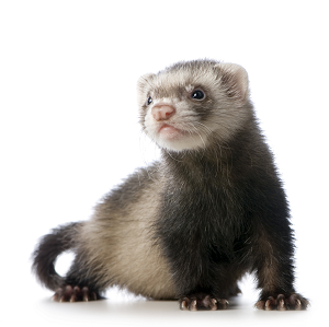 ferretresize ferretresize