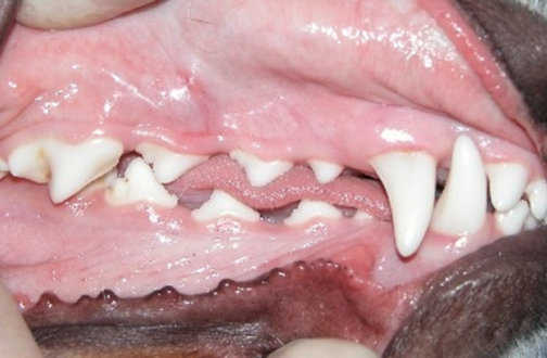 grade0teeth grade0teeth