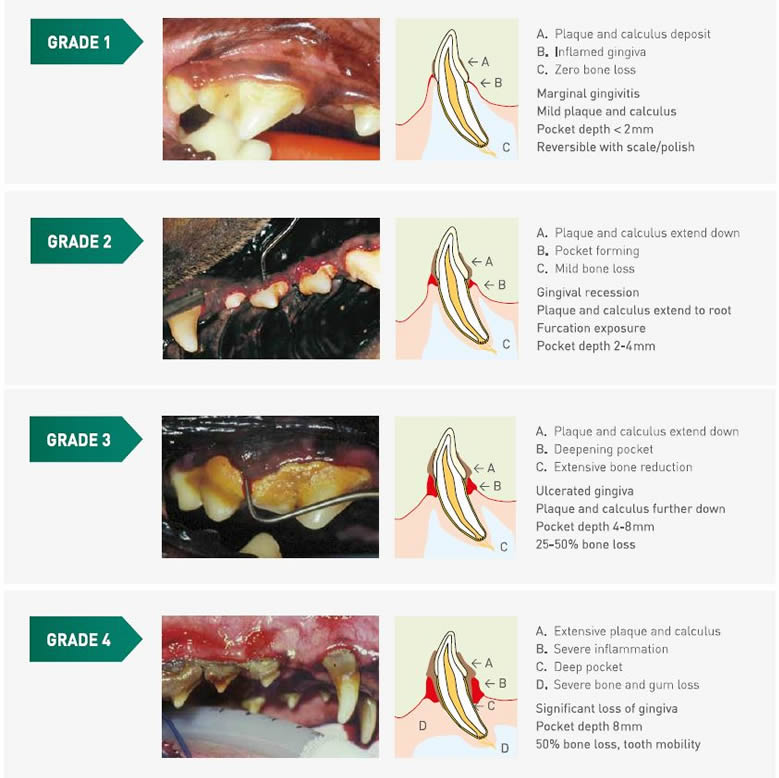 gradingchartteeth 1 gradingchartteeth 1