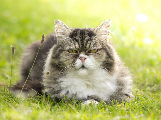 oldcat oldcat