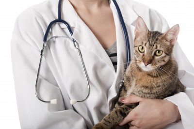 oldcatvet oldcatvet