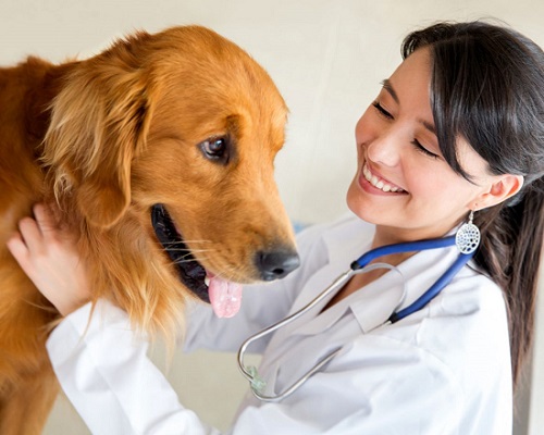olddogvetcheck olddogvetcheck