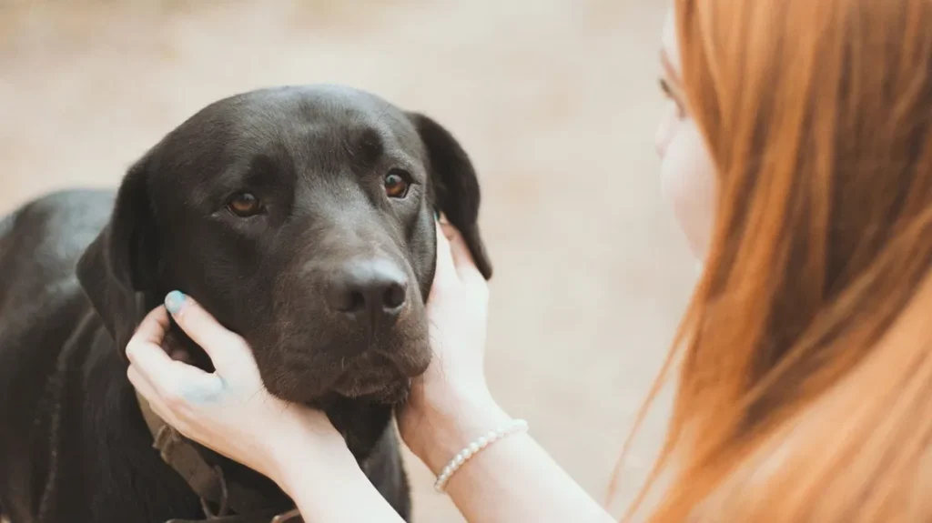 person dog stress person dog stress