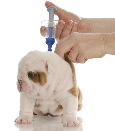 pupvaccine