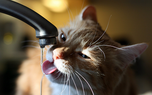 seniorcatsips seniorcatsips