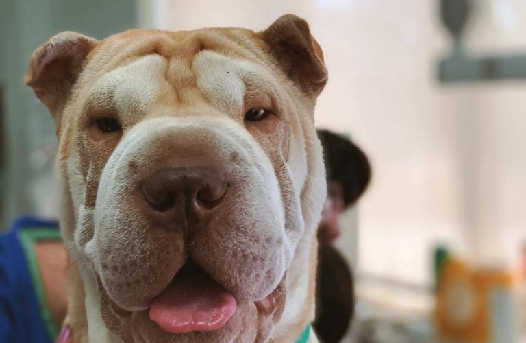 sharpei r87jz6ad1q7spfexxo1tbrtddl4jm1mg0iyye3k5fs