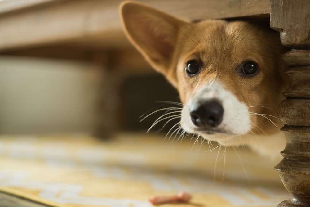stressed dog stressed dog