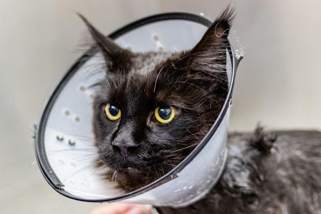 grooming, cat, sick cat, pet, nature, pet salon, animal, pet care