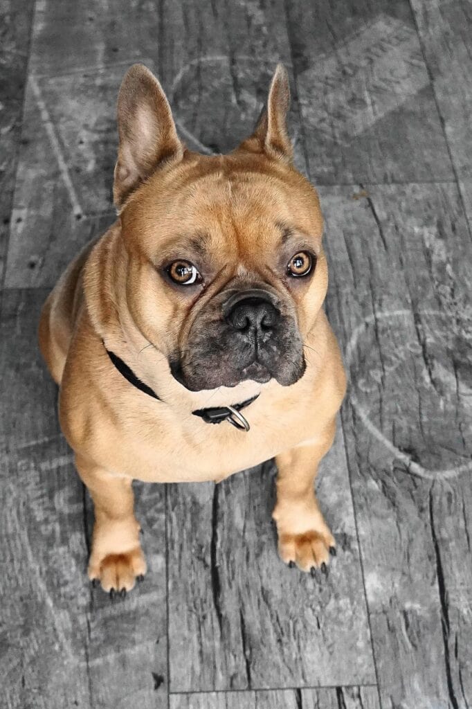 french bulldog, dog, animal, nature, cute, adorable, friend, attentive, animal portrait, loyal to, pet, bat ears, view, vet, magic, purebred dog, paws, fur, short, beige, love for animals, dog love, fond of animals, paradise