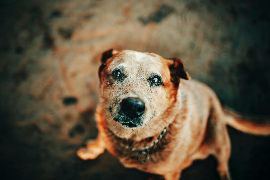pexels photo 2027104 2027104 Close-up of an adorable Australian Cattle Dog looking up with a blurred background.