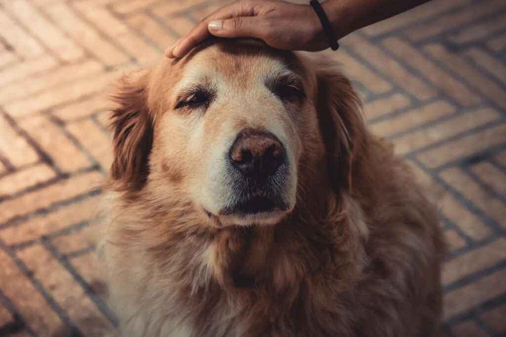 pexels photo 2123773 2123773 Golden retriever enjoying a gentle pet outdoors, showcasing warmth and affection.