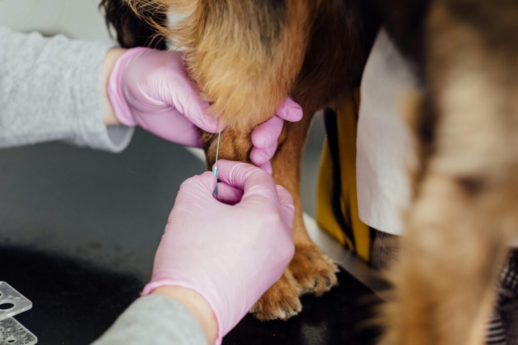 pexels photo 4074727 4074727 1 Close-up of a veterinarian injecting a dog's leg indoors, focusing on care and precision.