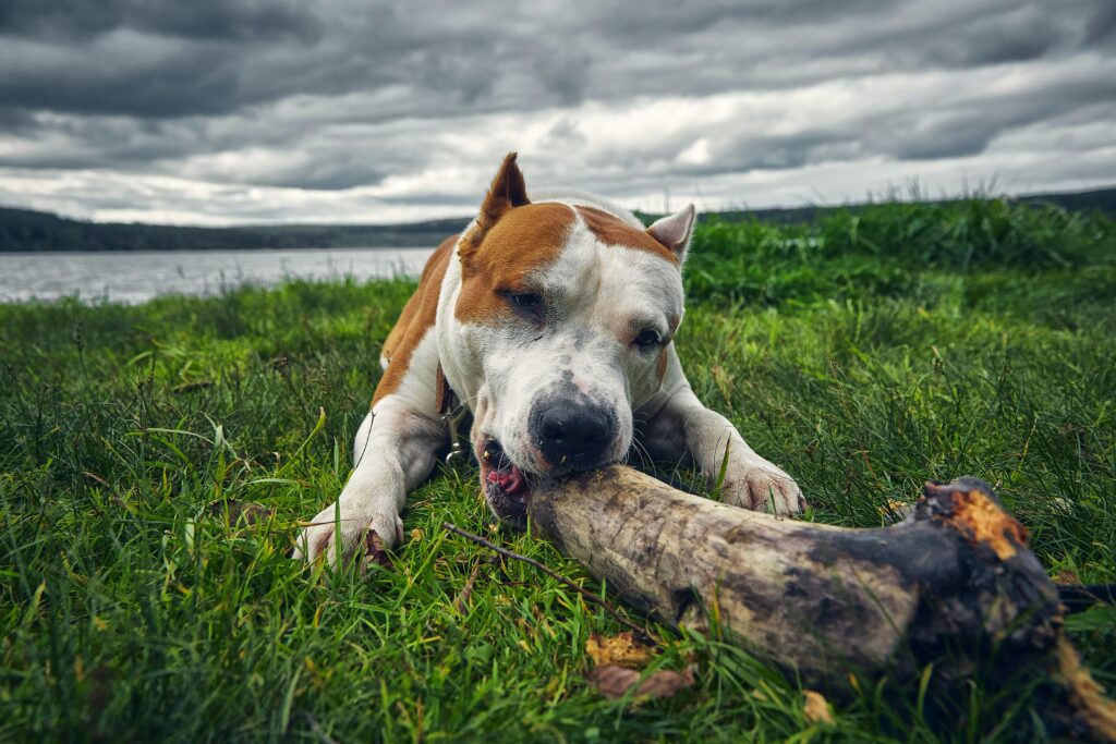 pexels photo 5363794 5363794 American Staffordshire Terrier enjoying a large bone outdoors on a cloudy day.